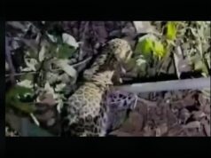 Two-month-old leopard cub rescued from residential locality at Narve