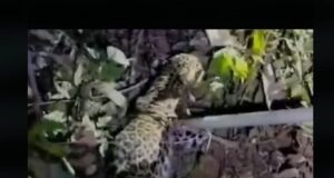 Two-month-old leopard cub rescued from residential locality at Narve