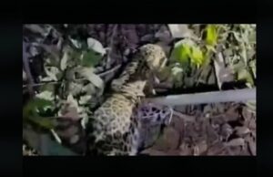 Two-month-old leopard cub rescued from residential locality at Narve