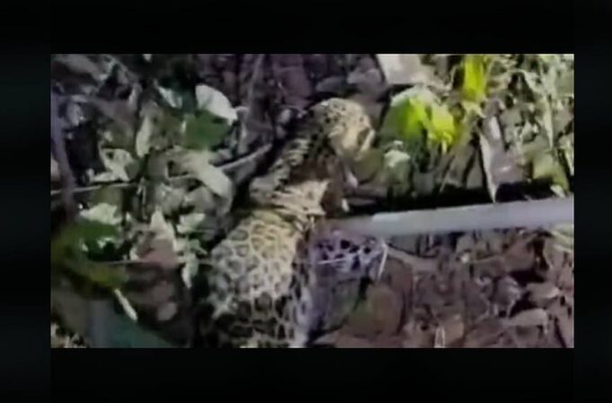 Two-month-old leopard cub rescued from residential locality at Narve