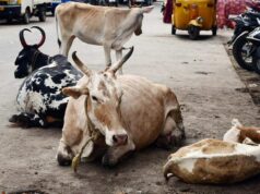 Calangute Panchayat warns cattle owners of impounding stray cattle