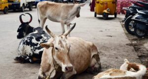 Calangute Panchayat warns cattle owners of impounding stray cattle