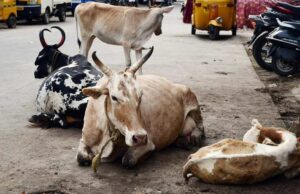 Calangute Panchayat warns cattle owners of impounding stray cattle