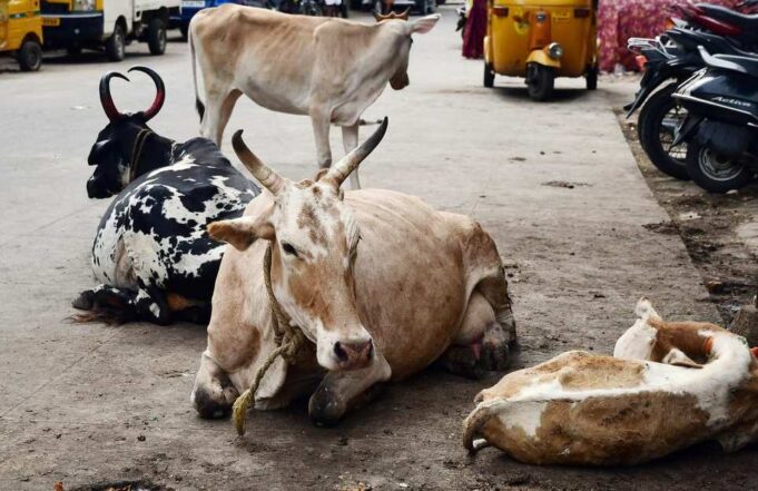 Calangute Panchayat warns cattle owners of impounding stray cattle