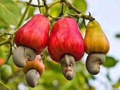 Two day Cashew Festival on April 15 & 16