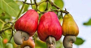 Two day Cashew Festival on April 15 & 16