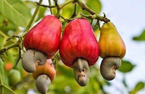 Two day Cashew Festival on April 15 & 16