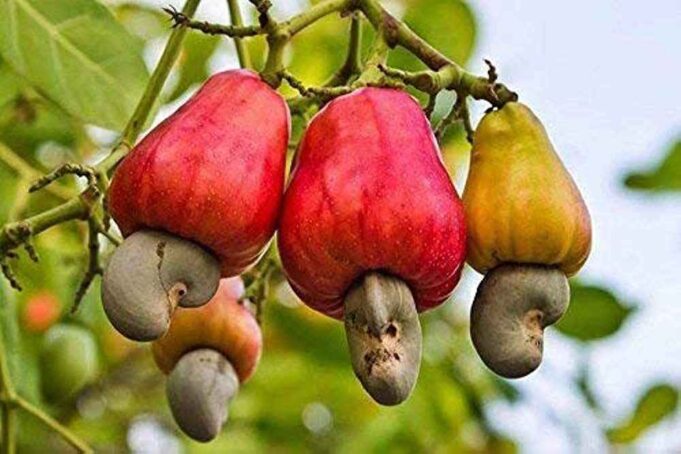 Two day Cashew Festival on April 15 & 16