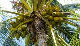 Coconut tree falls on car at Velsao; Woman escapes with minor injury, few houses damaged in Mormugao
