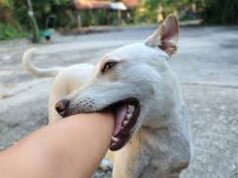 Goa to spend Rs 1.46 crore to sustain Rabies Controlled Status for next 3 years