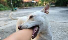 Goa to spend Rs 1.46 crore to sustain Rabies Controlled Status for next 3 years