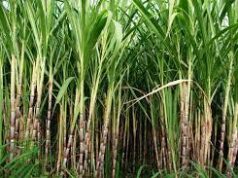 General body meeting of Sugar cane growers to be held on June 25