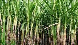General body meeting of Sugar cane growers to be held on June 25