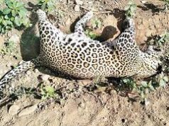 Fully grown female leopard dies after getting trapped in poacher’s snare at Dharbandora