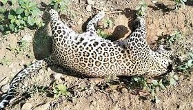 Fully grown female leopard dies after getting trapped in poacher’s snare at Dharbandora