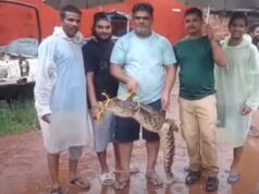 Fear stricken locals catch one of the several crocs spotted in residential area at Vaddem