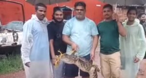Fear stricken locals catch one of the several crocs spotted in residential area at Vaddem