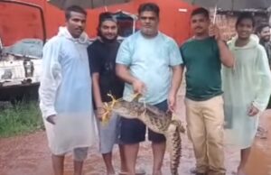 Fear stricken locals catch one of the several crocs spotted in residential area at Vaddem