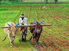 Gradual decline in farmers receiving minimum support price in Goa over the last 3 years
