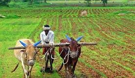 Paddy farmers to receive compensation for rain losses by Dec 31: CM