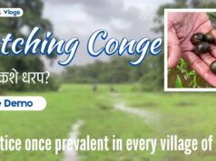 How to catch Conge: Live Demo