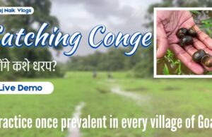 How to catch Conge: Live Demo