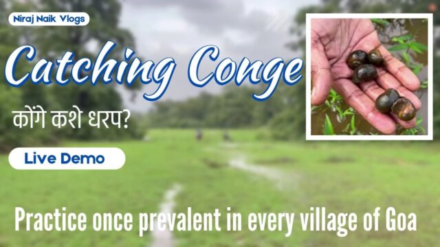 How to catch Conge: Live Demo