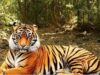 We will not let people be displaced for an unseen tiger’: Subhash Phal Desai over CEC’s tiger reserve recommendation