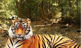 We will not let people be displaced for an unseen tiger’: Subhash Phal Desai over CEC’s tiger reserve recommendation