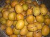 Goan Bebinca and Goa Mankurad Mango get GI Tags