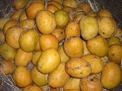 Goan Bebinca and Goa Mankurad Mango get GI Tags
