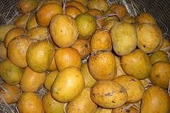 Goan Bebinca and Goa Mankurad Mango get GI Tags