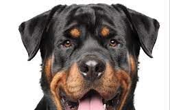 Rottweiler attack at Taleigao: Owner of dog Madhavrao Chauvan arrested by Panaji Police