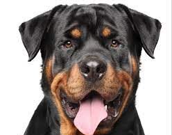 Rottweiler attack at Taleigao: Owner of dog Madhavrao Chauvan arrested by Panaji Police