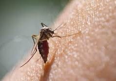 Goa sees 152 confirmed and 4,511 suspected dengue cases in Aug-Sept
