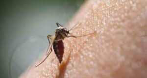 6-year-old girl from Vaddem dies of suspected dengue