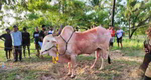 Report bull fights on 112 or whatsapp on 7875756000: Goa Police