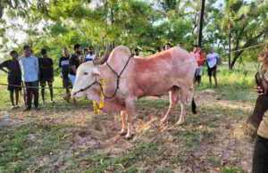Report bull fights on 112 or whatsapp on 7875756000: Goa Police