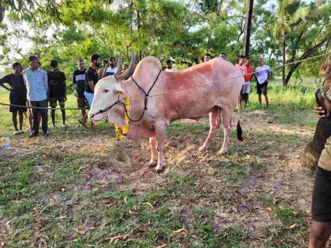 Report bull fights on 112 or whatsapp on 7875756000: Goa Police
