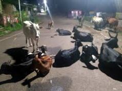 Sankhali council asks residents to report stray cattle, warns owners of impounding