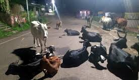 Sankhali council asks residents to report stray cattle, warns owners of impounding