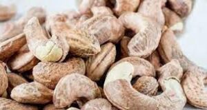 Goa Cashew gets GI tag