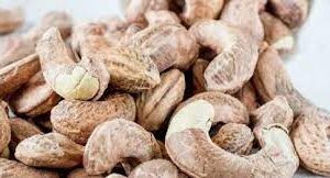 Goa Cashew gets GI tag