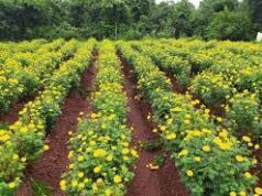 285 farmers in Goa take to marigold cultivation