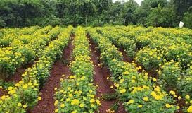 285 farmers in Goa take to marigold cultivation