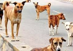 Mission rabies free vaccination program to be held at 74 centers across Goa