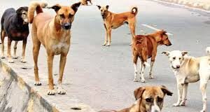 Mission rabies free vaccination program to be held at 74 centers across Goa