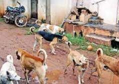 6000 dogs in 6 Talukas vaccinated under Static Point Program