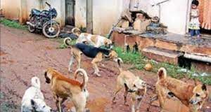 6000 dogs in 6 Talukas vaccinated under Static Point Program