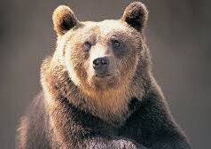 17-year-old attacked by bear while on her way to school at Surla-Sattari